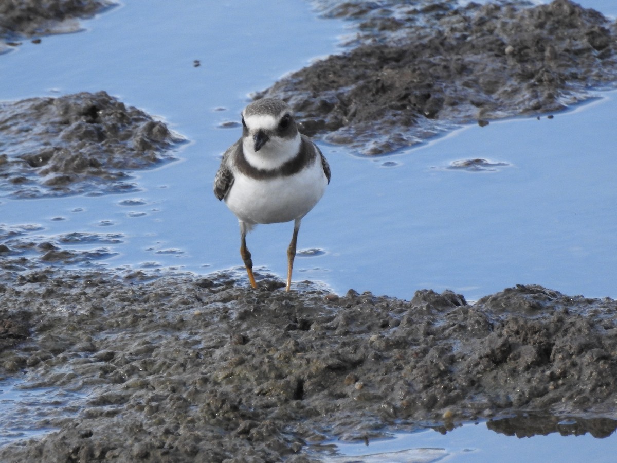 Semipalmated Plover - ML170102831
