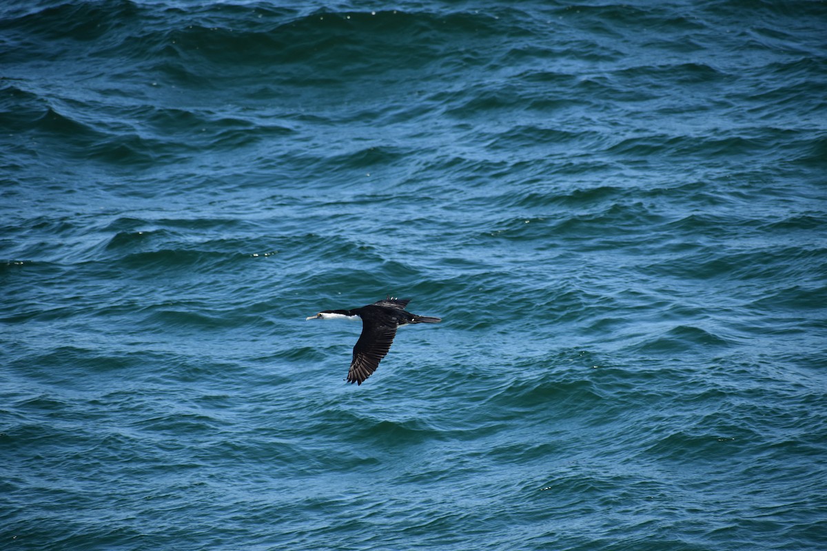 Pied Cormorant - ML170103401