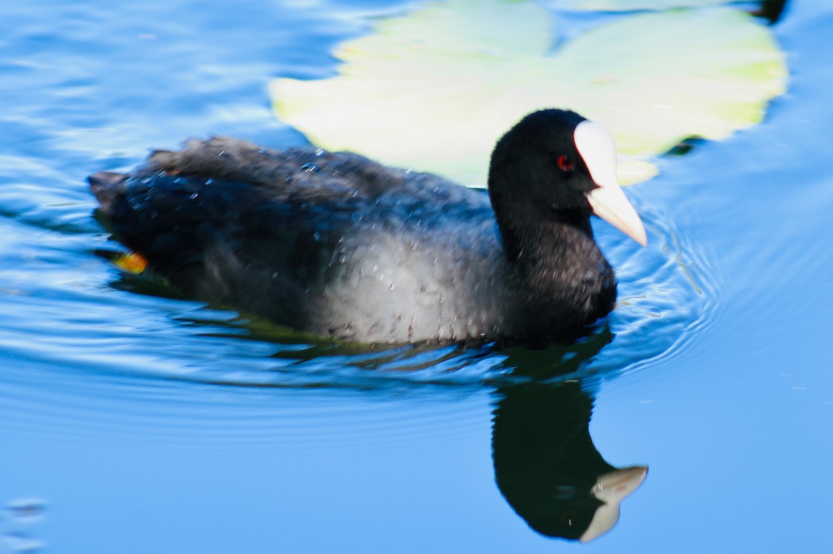 Eurasian Coot - ML170104141