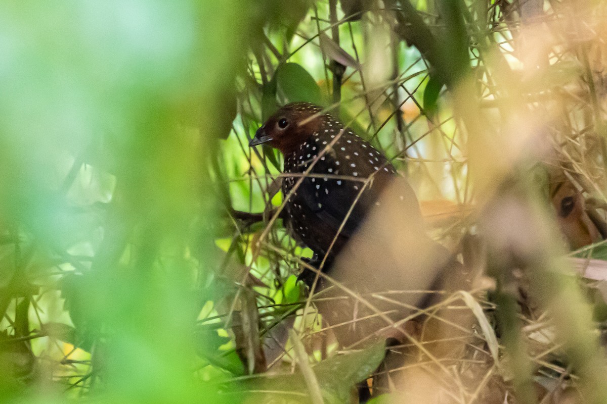 Ocellated Tapaculo - ML170104801