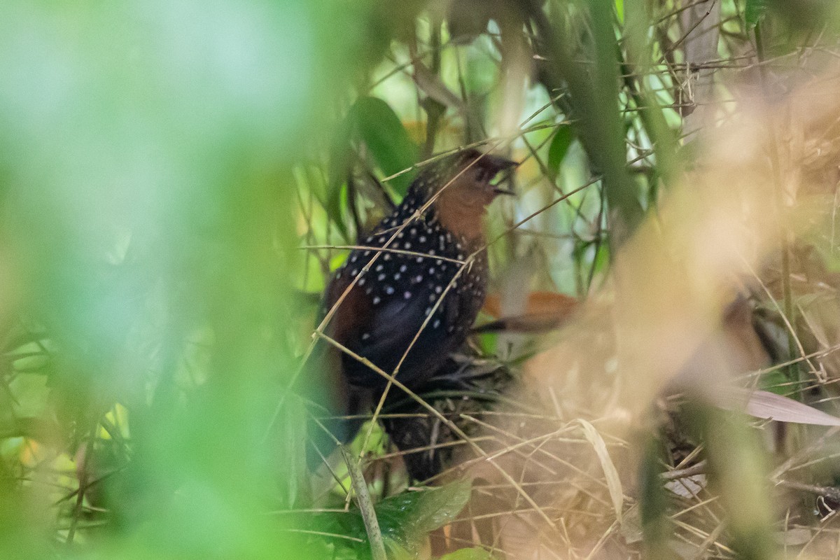 Ocellated Tapaculo - ML170104811