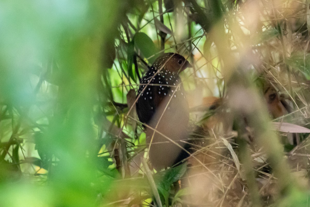 Ocellated Tapaculo - ML170104821