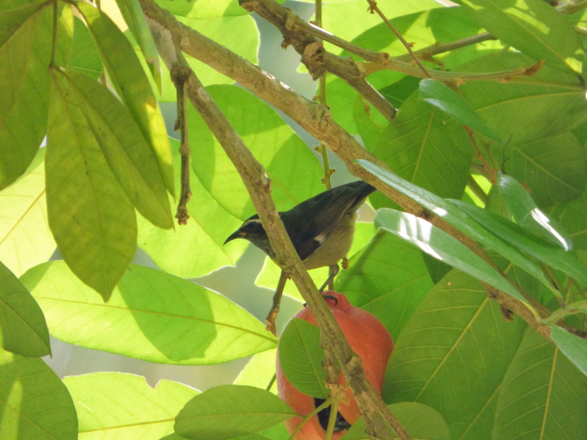 Bananaquit - ML170104861