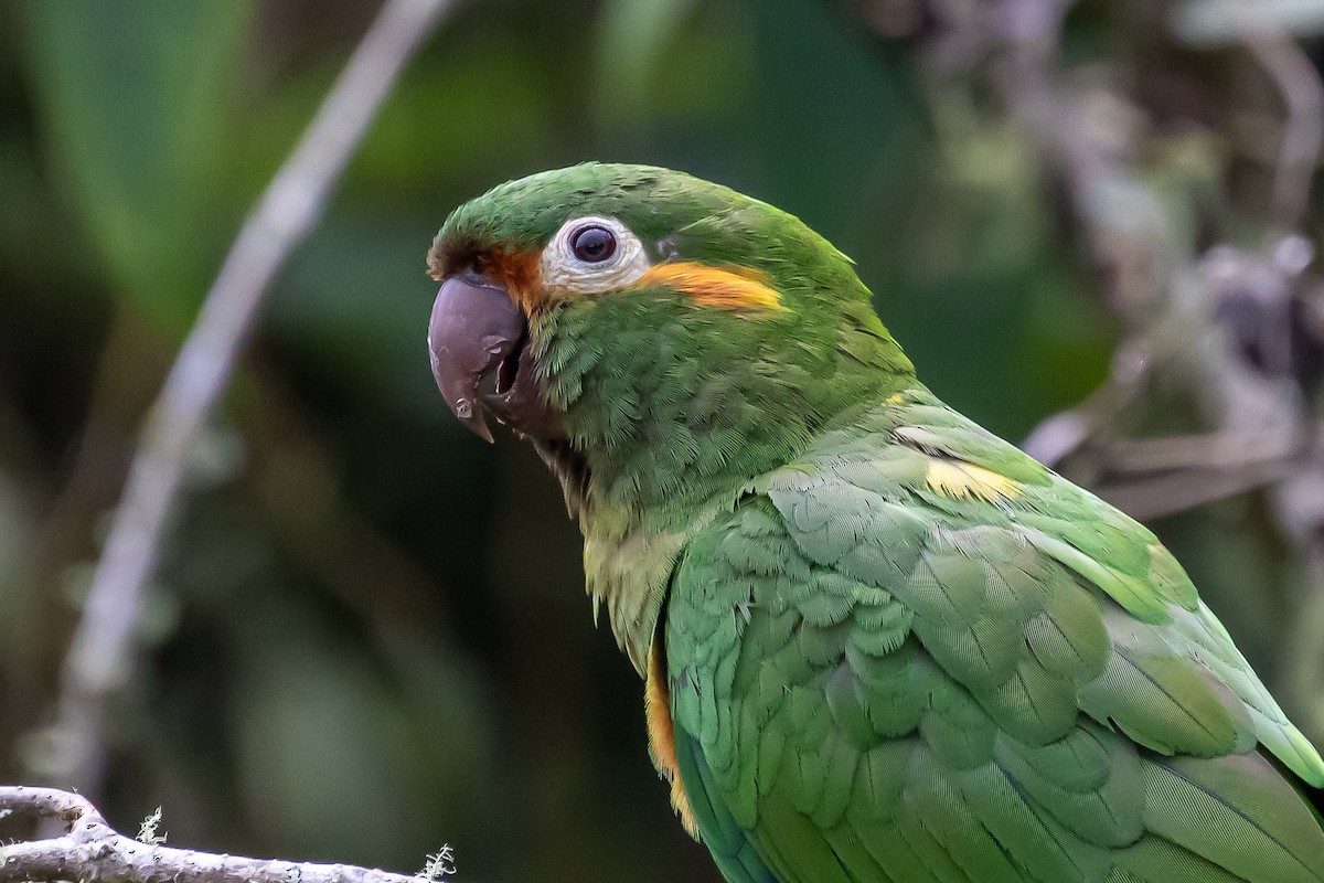 Golden-plumed Parakeet - Cris Heins