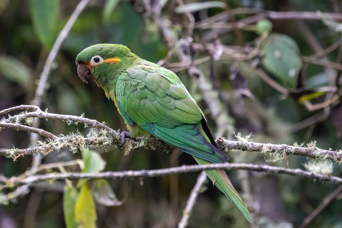 Golden-plumed Parakeet - Cris Heins