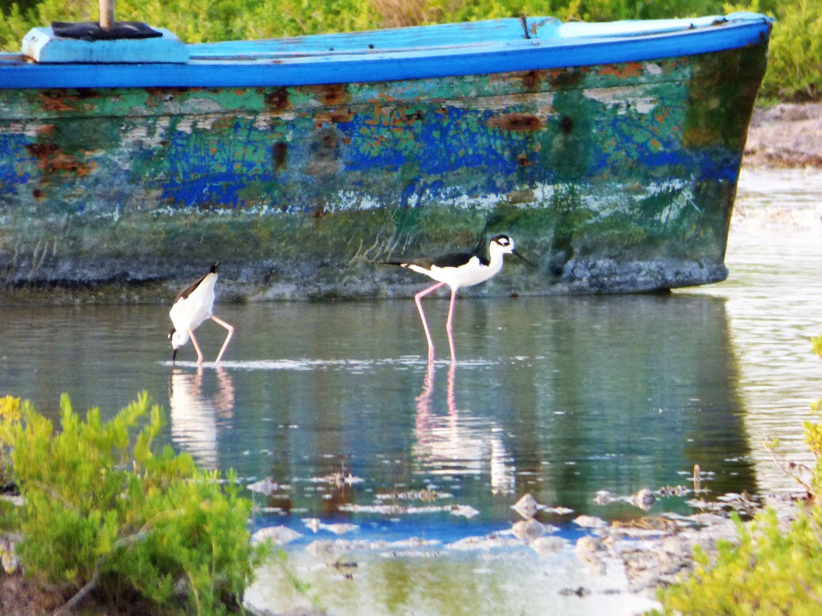 Black-necked Stilt - ML170105231