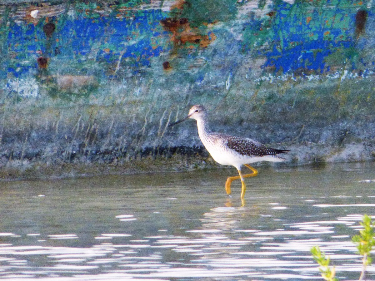 Greater Yellowlegs - ML170105461