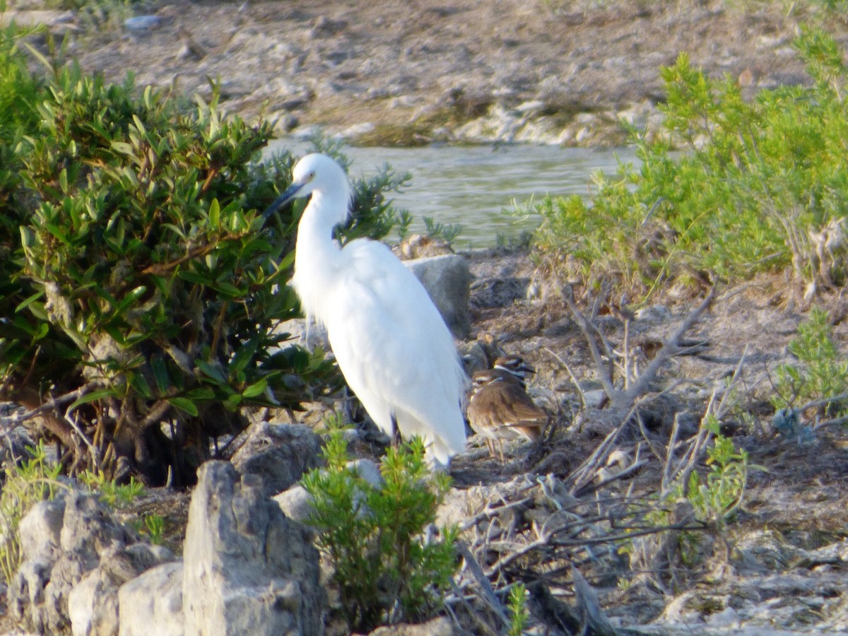 Snowy Egret - Mike Tuer