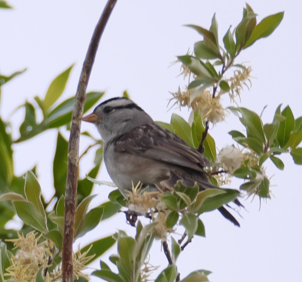 White-crowned Sparrow - David Chang