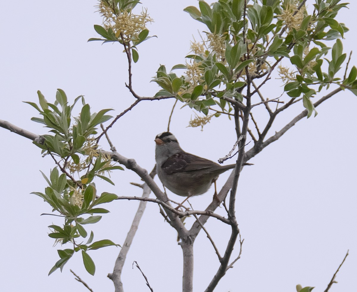 White-crowned Sparrow - ML170107471
