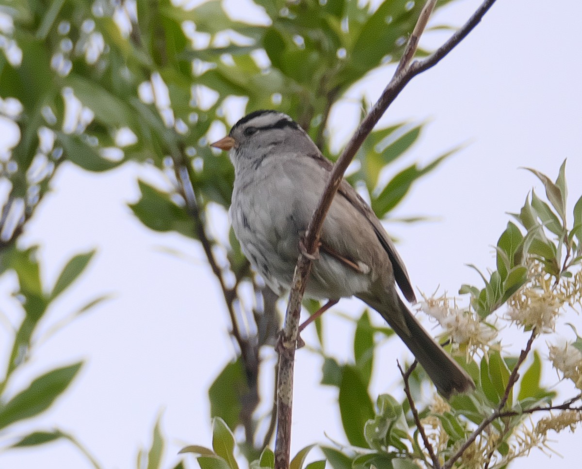 White-crowned Sparrow - ML170107481