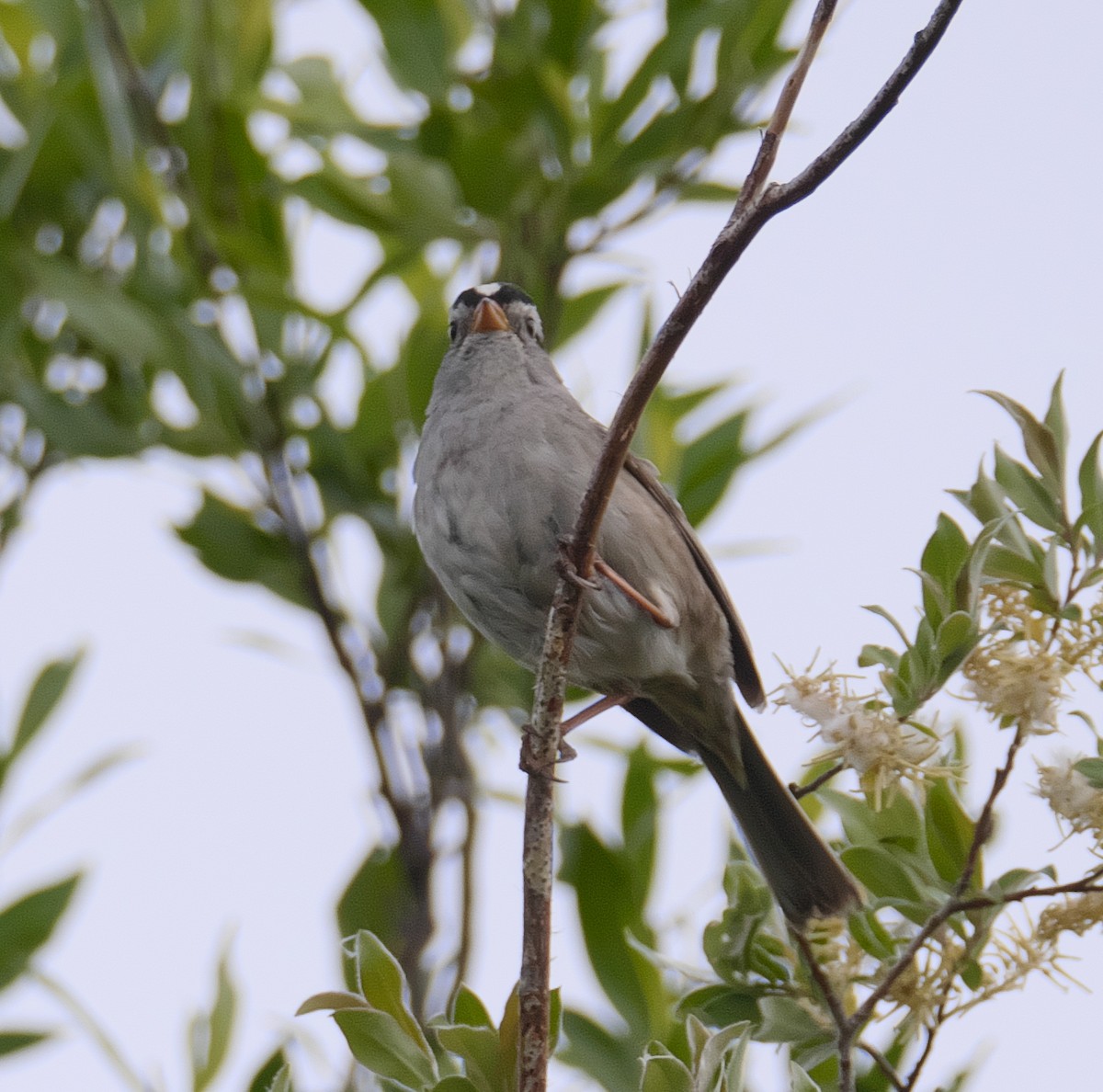 White-crowned Sparrow - ML170107491