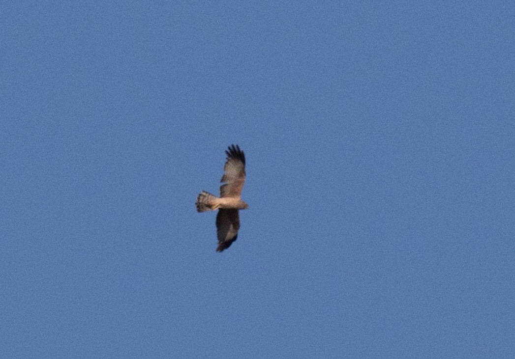 Spotted Harrier - ML170108911