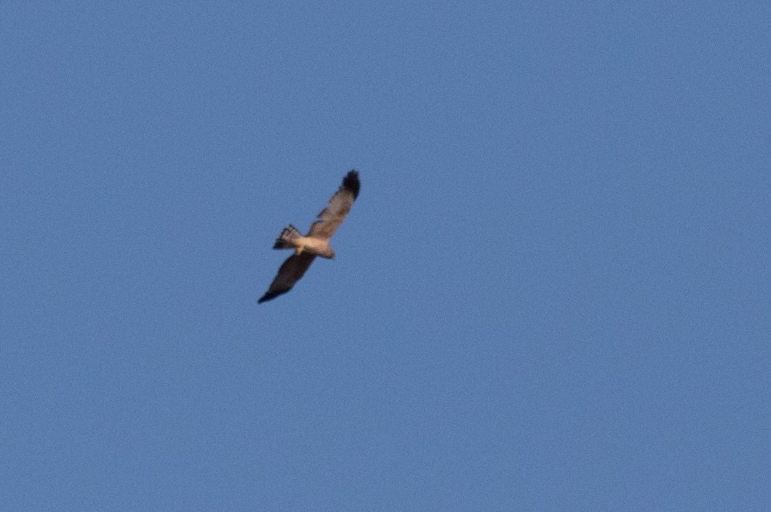 Spotted Harrier - ML170108921