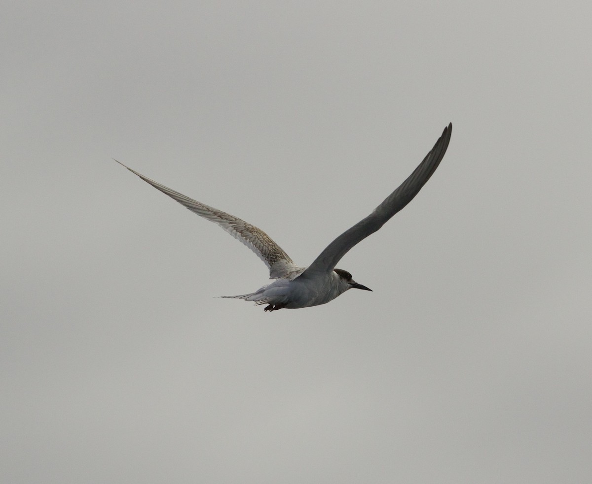 Antarctic Tern - Scott Baker