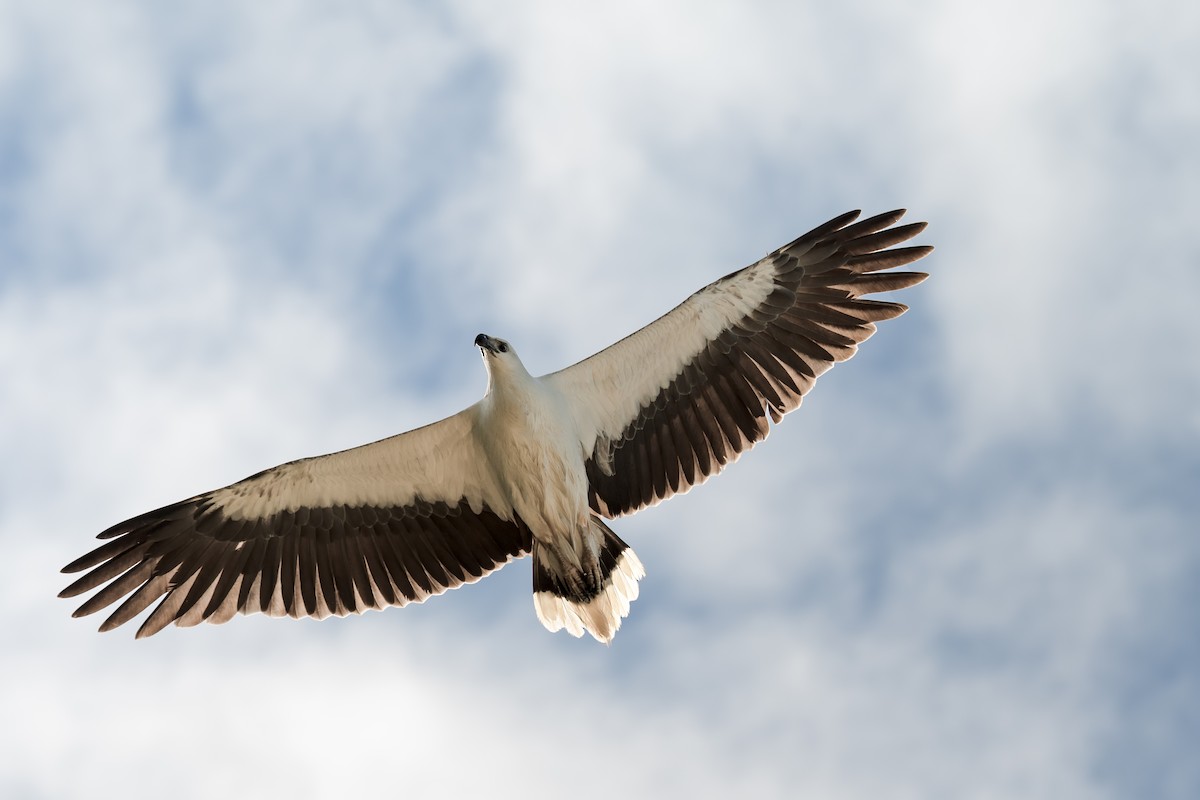 White-bellied Sea-Eagle - ML170112151