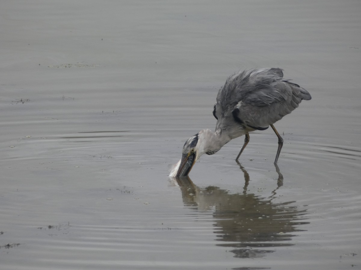 Gray Heron - David Santamaría Urbano