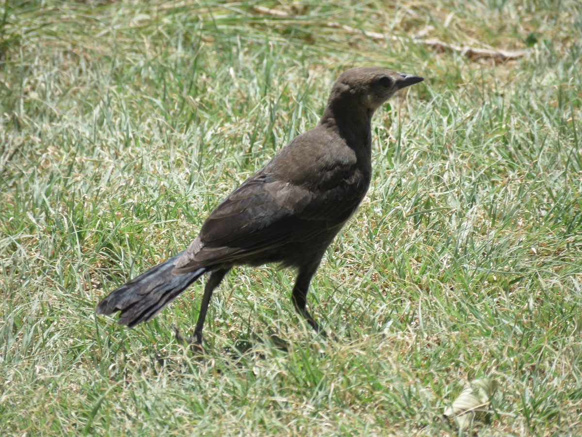 Great-tailed Grackle - ML170112771