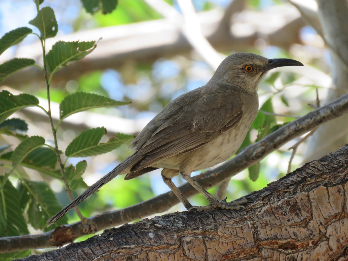 Curve-billed Thrasher - ML170112831