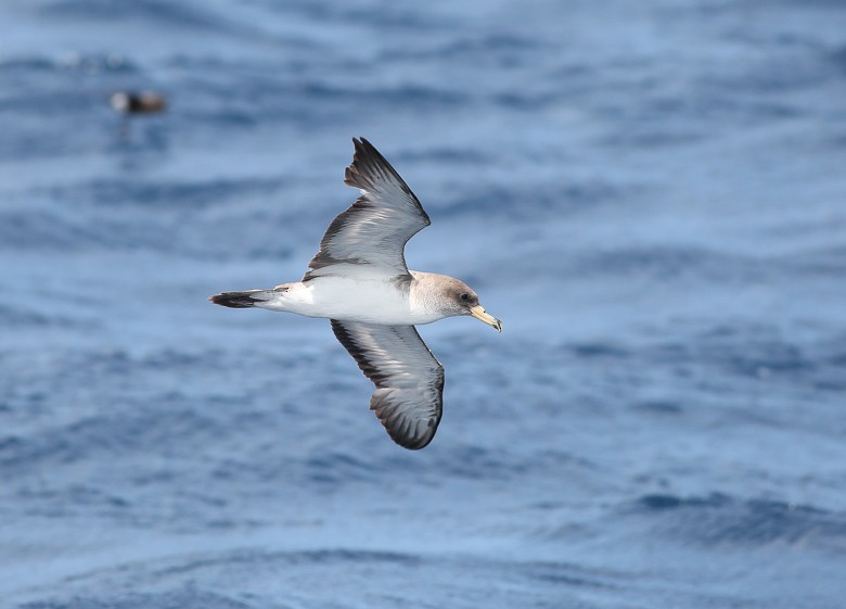 Cory's Shearwater (Scopoli's) - ML170113781