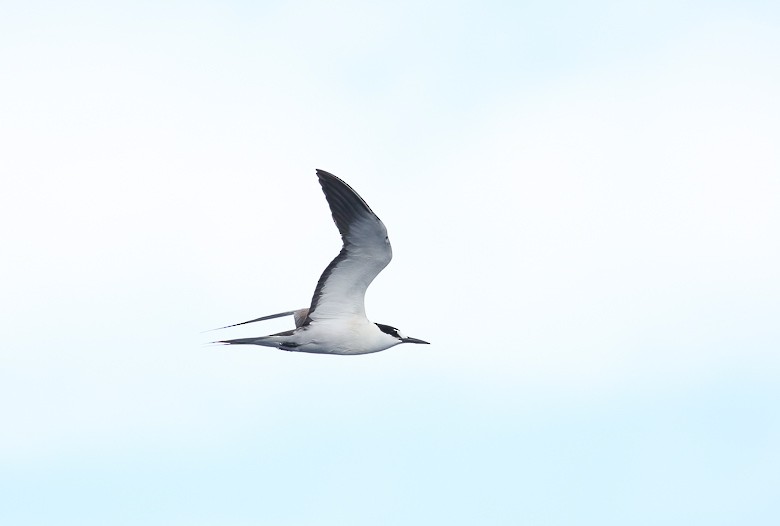 Sooty Tern - ML170113791