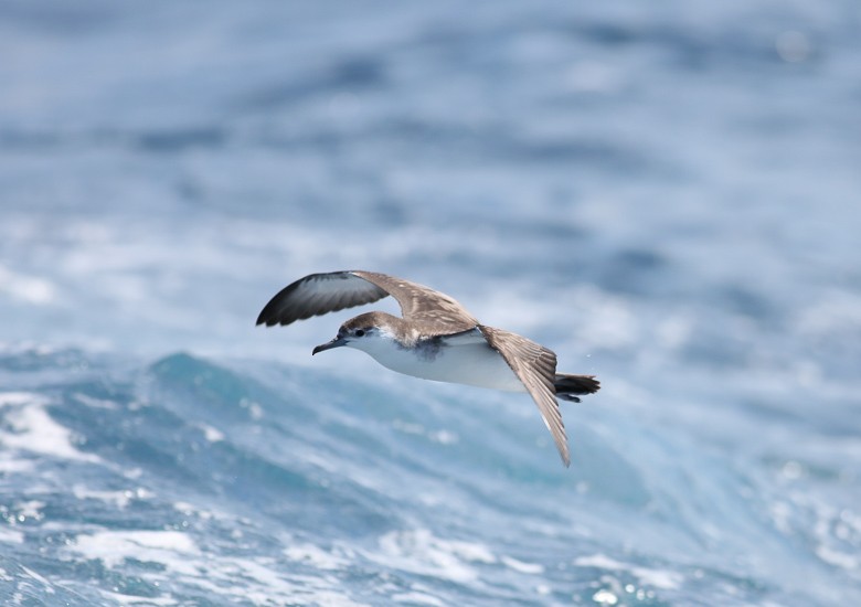 Audubon's Shearwater - ML170113821