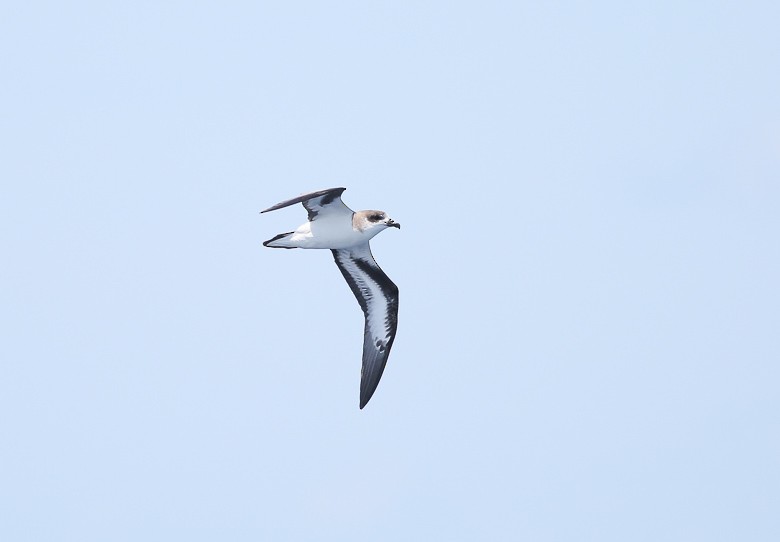 Bermuda Petrel - ML170113841