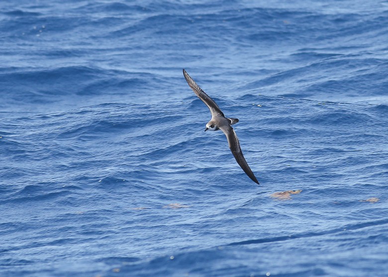 Bermuda Petrel - ML170113851