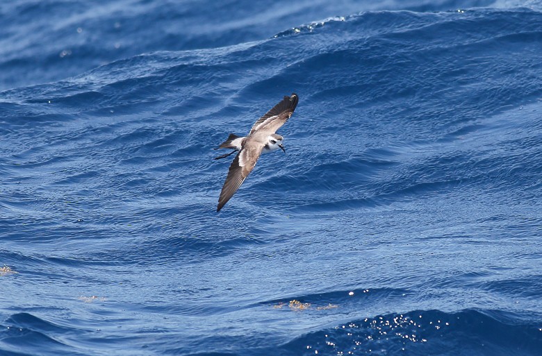 White-faced Storm-Petrel - Kate Sutherland