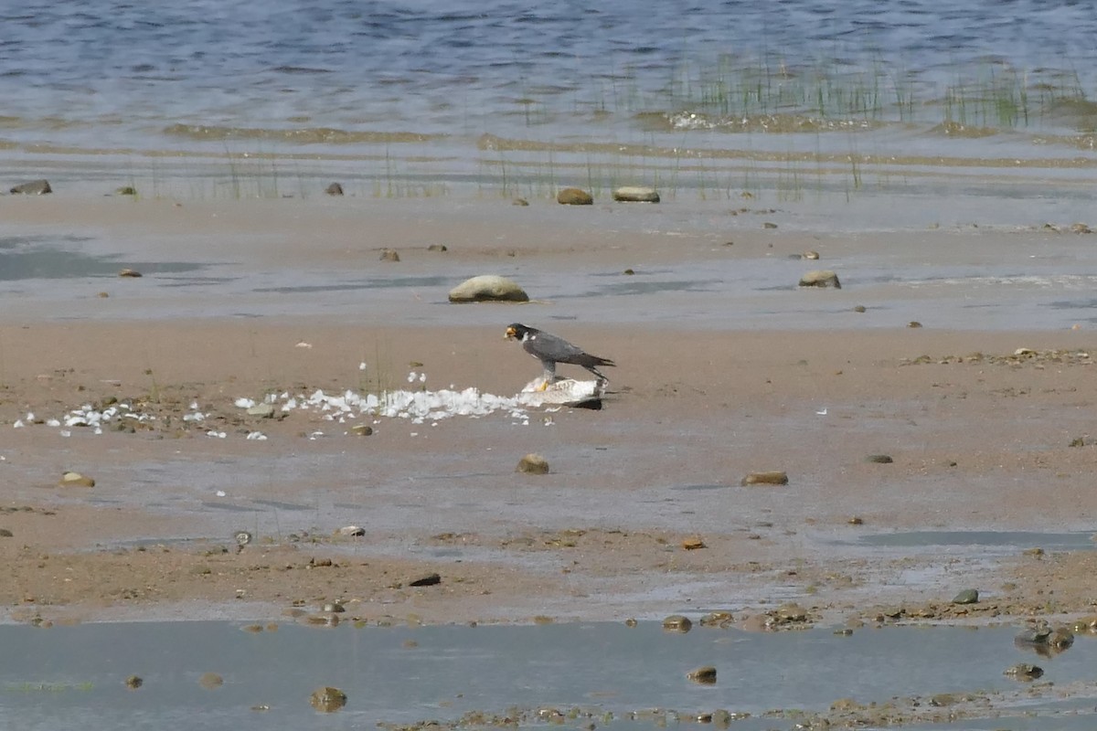 בז נודד - ML170114071