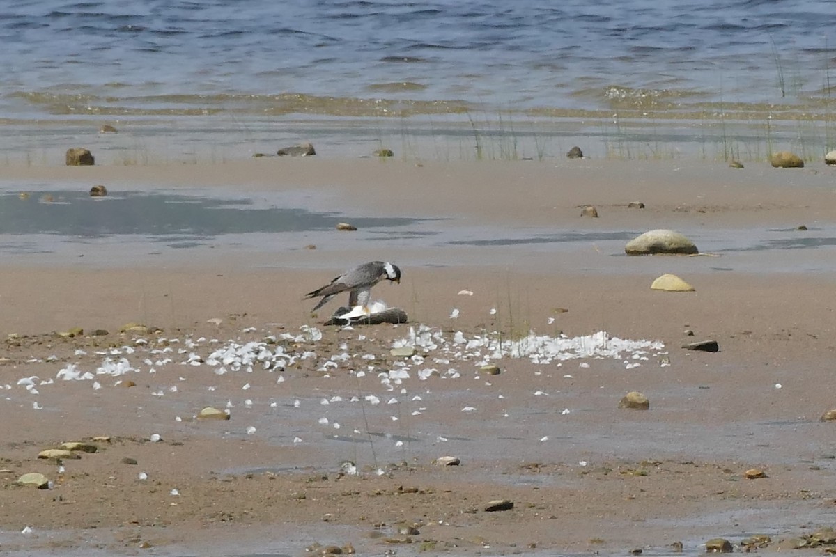 בז נודד - ML170114091