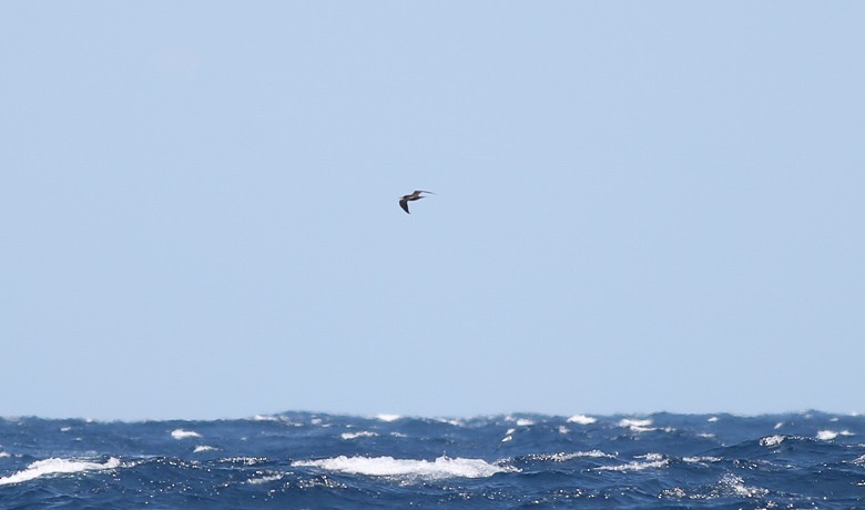 Brown Noddy - ML170114141