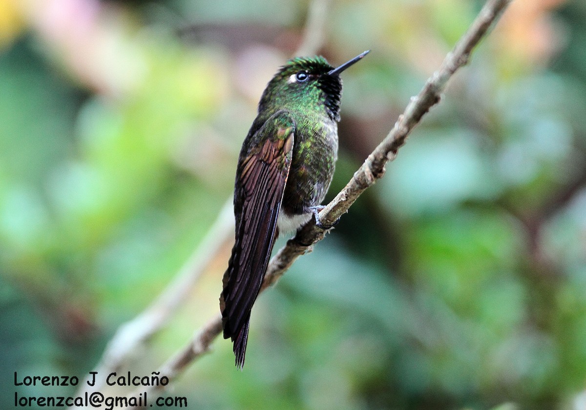 kolibřík dřišťálový - ML170115271
