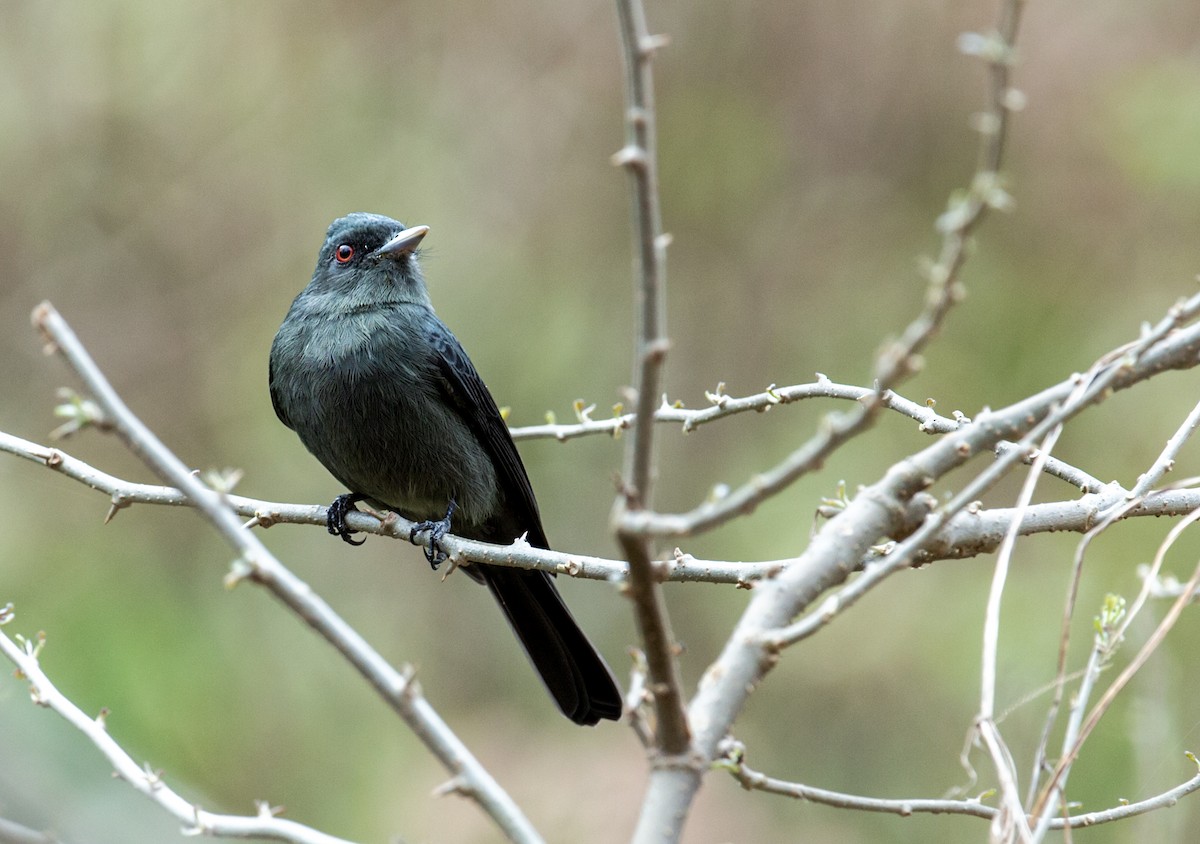 Plumbeous Black-Tyrant - Nick Athanas