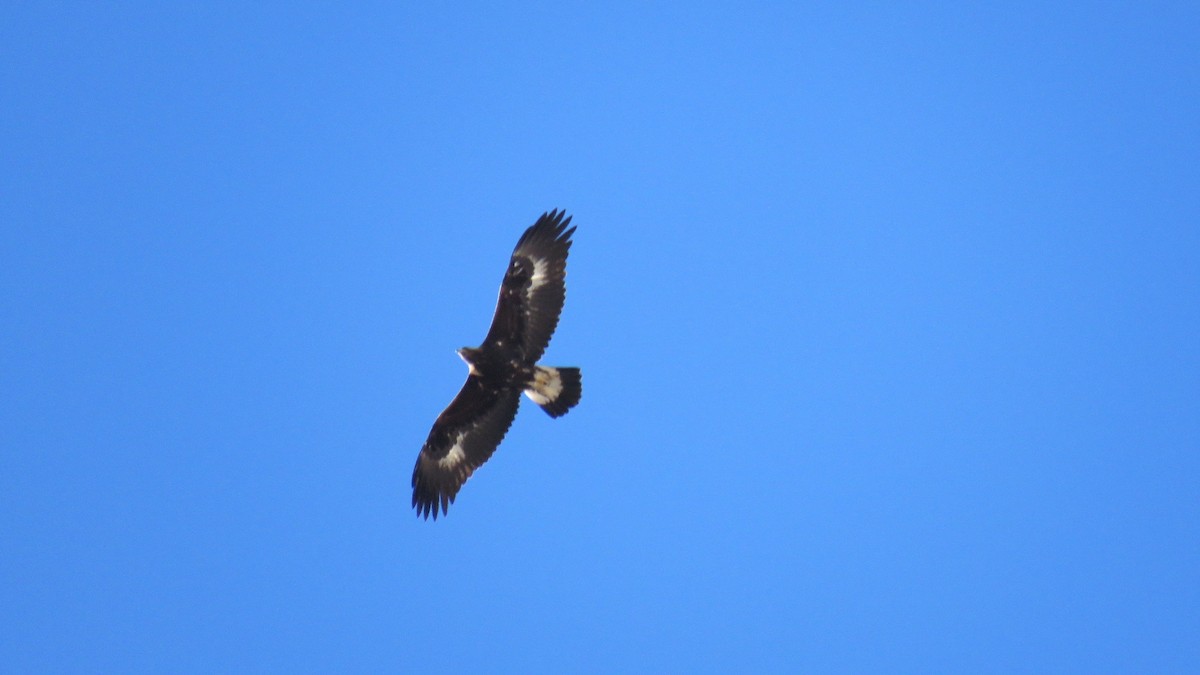 Golden Eagle - ML170115291