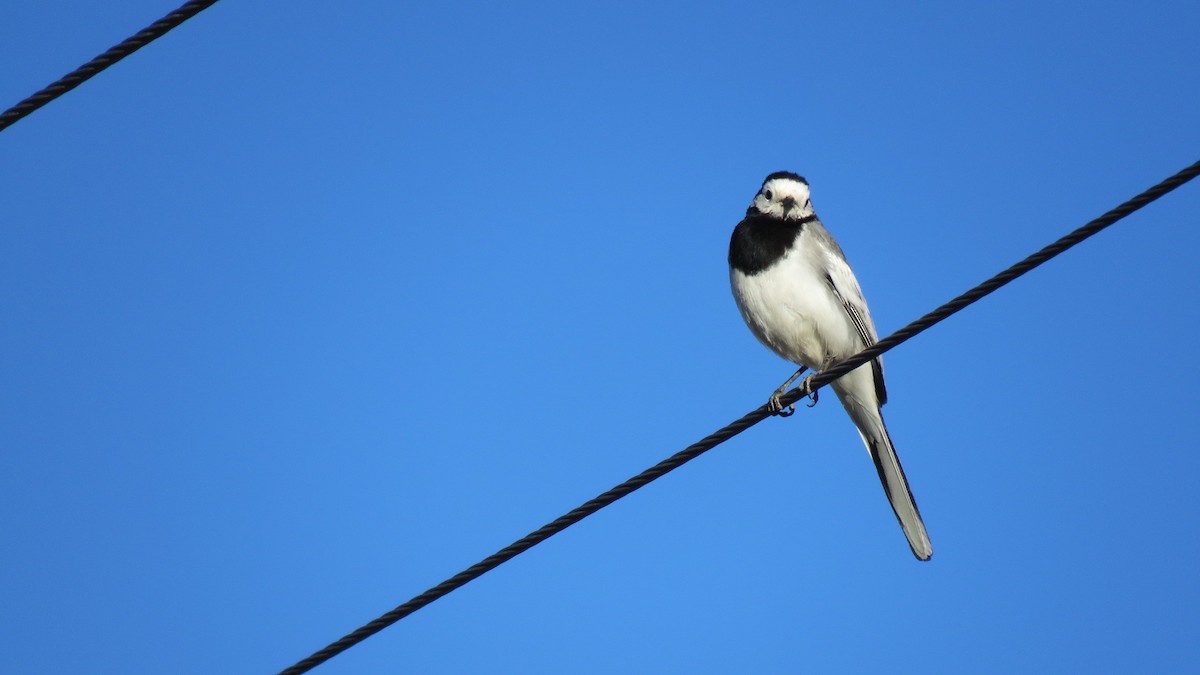 White Wagtail - ML170115421