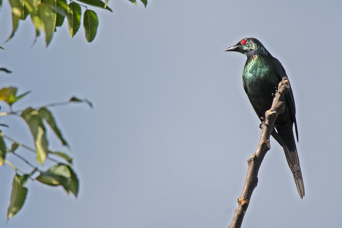 Metallic Starling - ML170115841