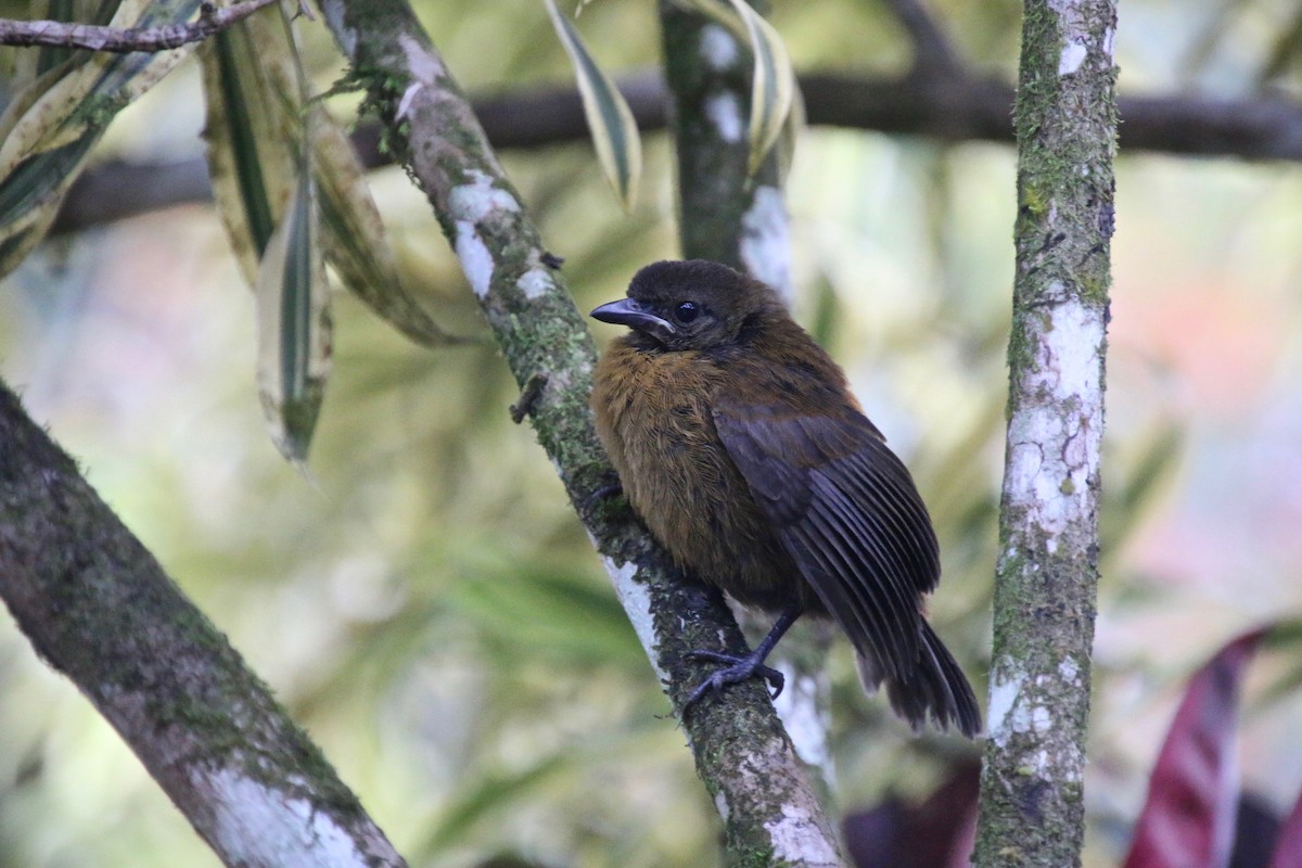 Scarlet-rumped Tanager - ML170116011