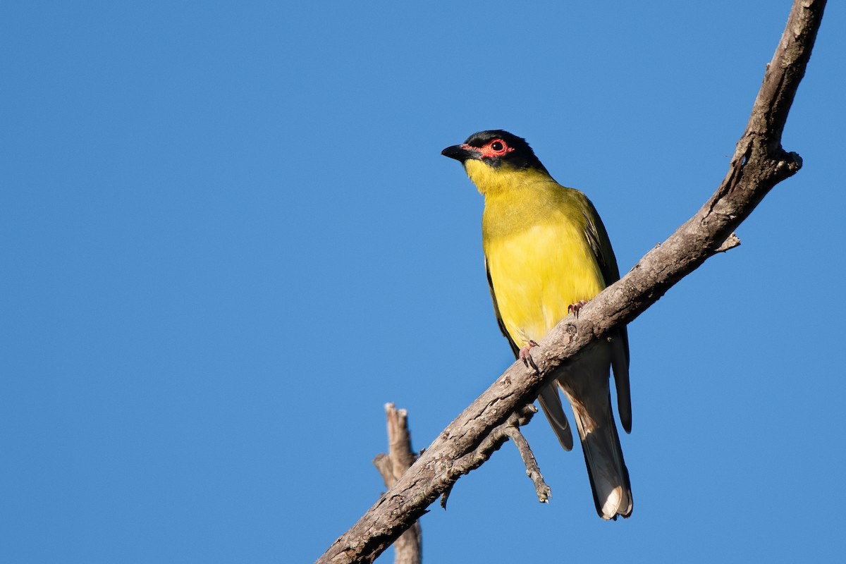 Australasian Figbird - Hayley Alexander