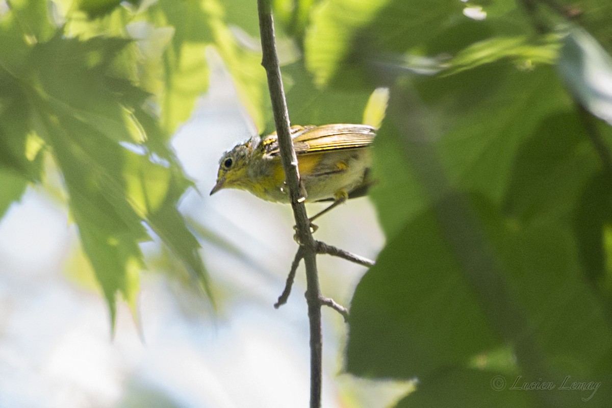 Yellow Warbler - ML170118941