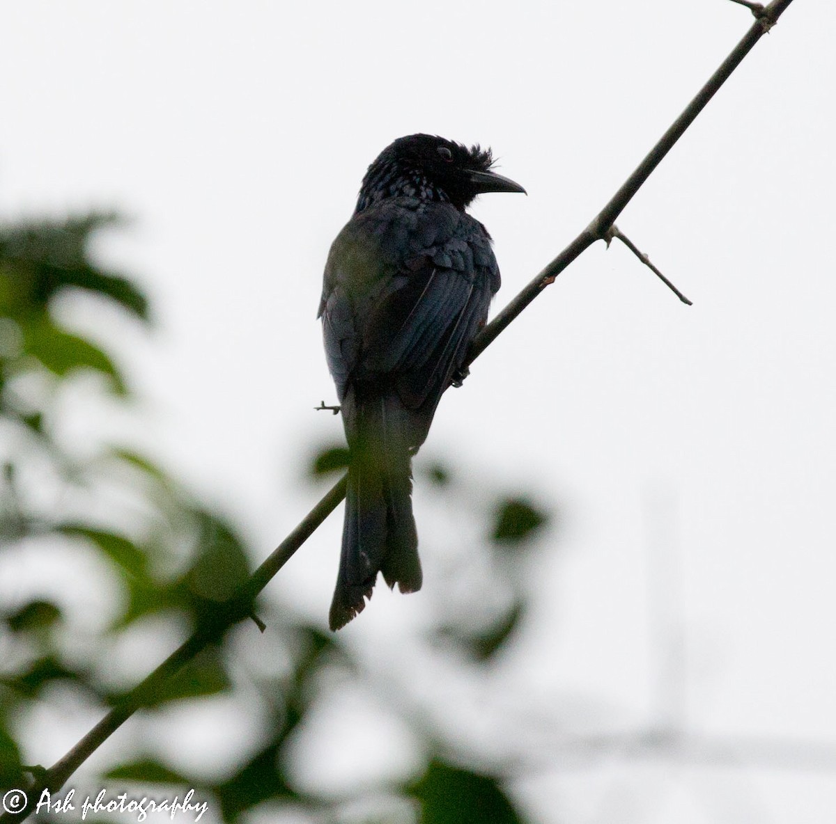 Drongo royal - ML170119371