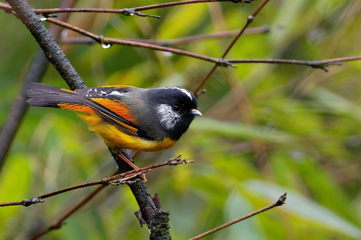 Golden-breasted Fulvetta - Vincent Wang