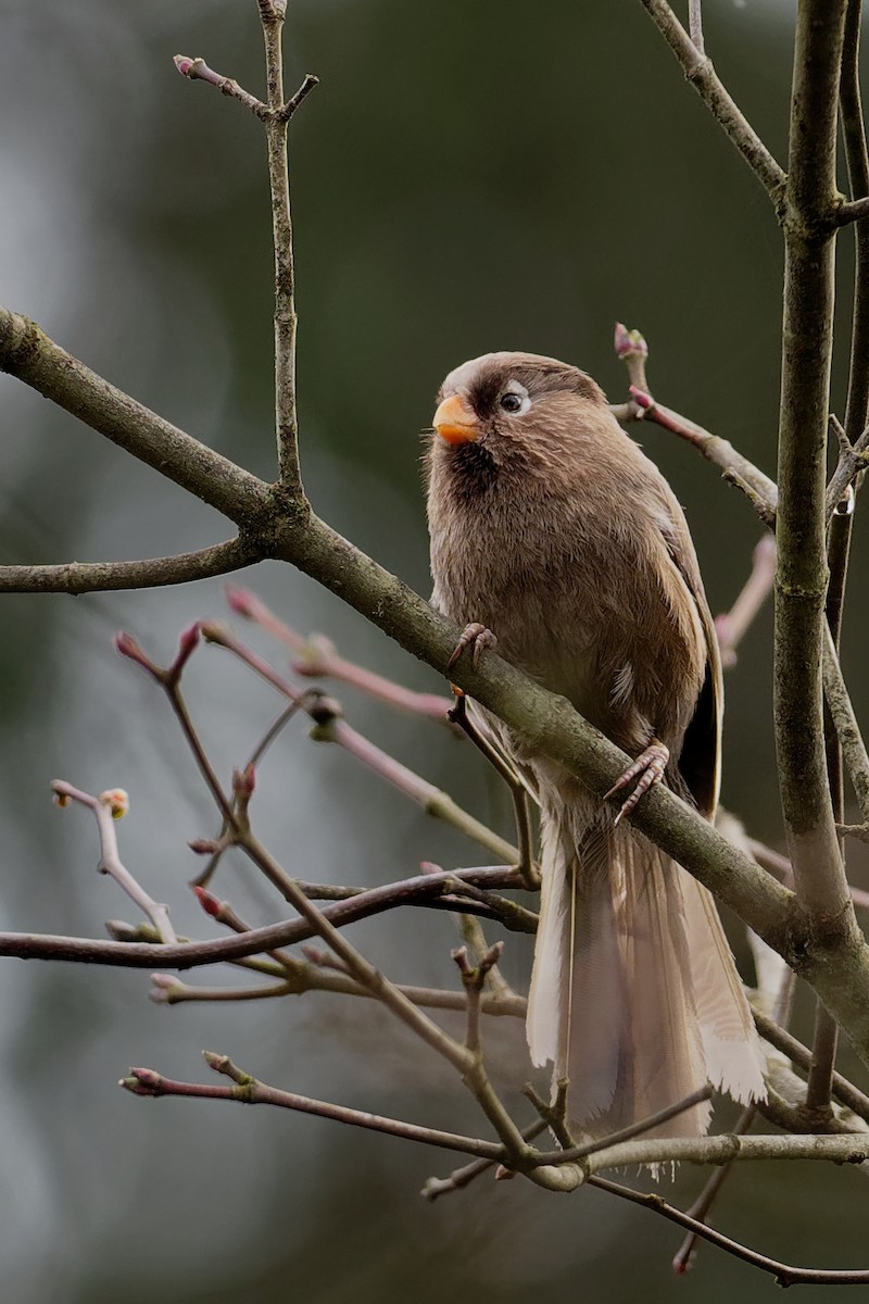 Three-toed Parrotbill - Vincent Wang