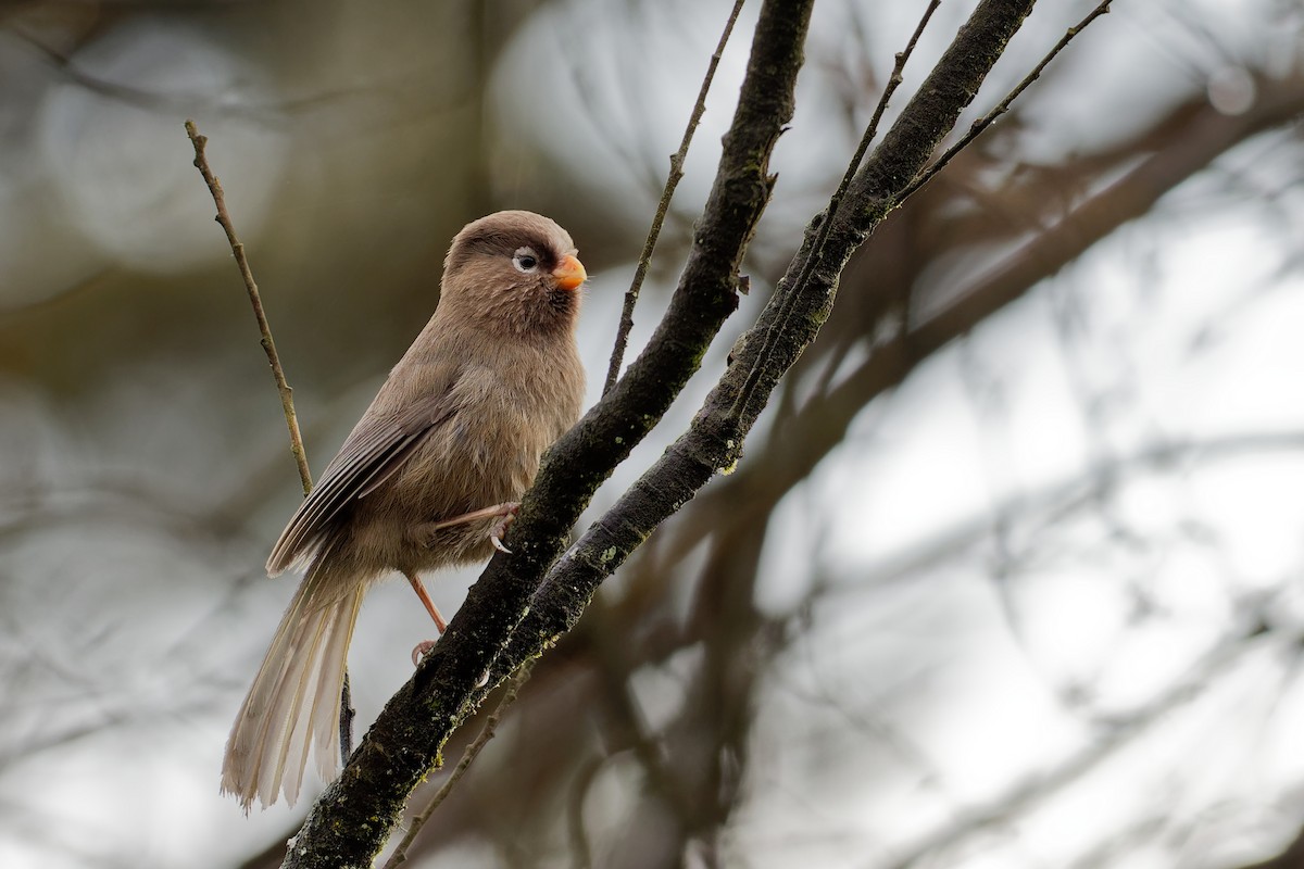 Three-toed Parrotbill - Vincent Wang