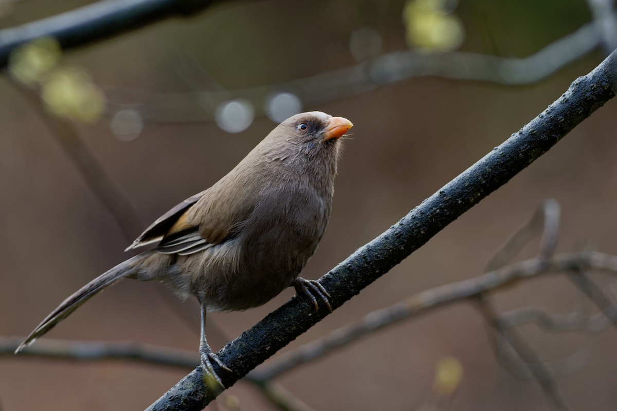 Riesenpapageimeise - ML170120091