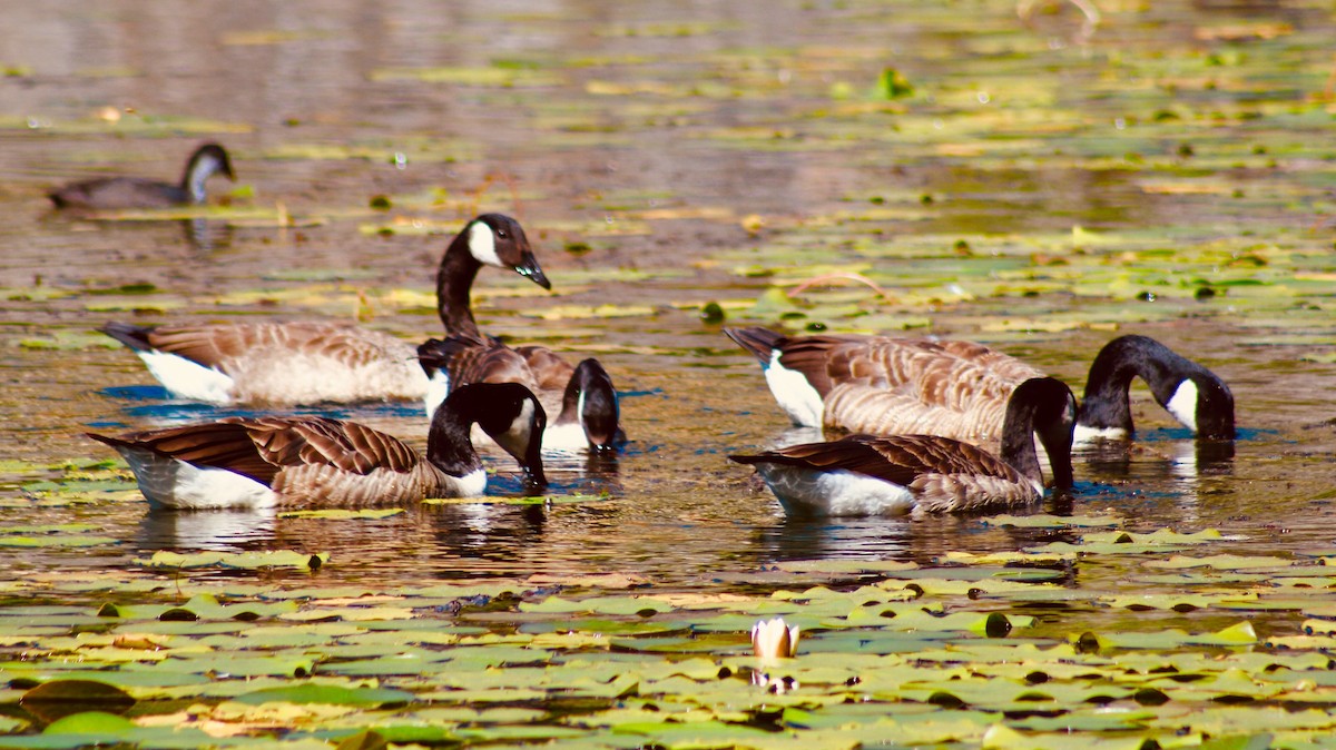 Canada Goose - ML170121141