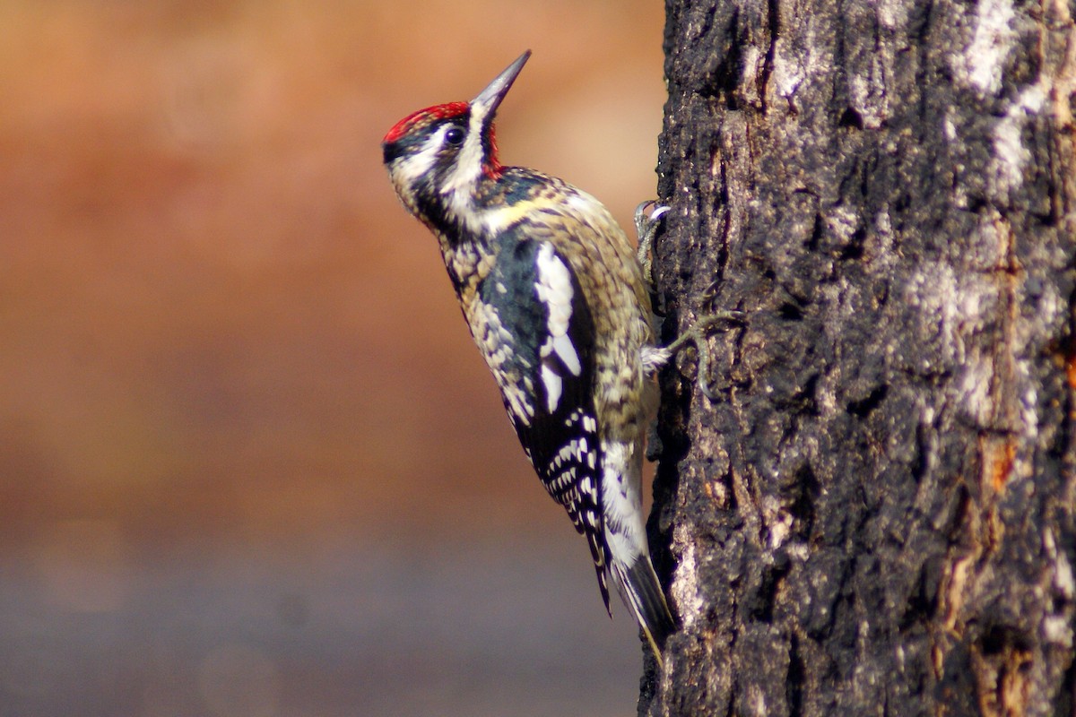 Yellow-bellied Sapsucker - ML170121771