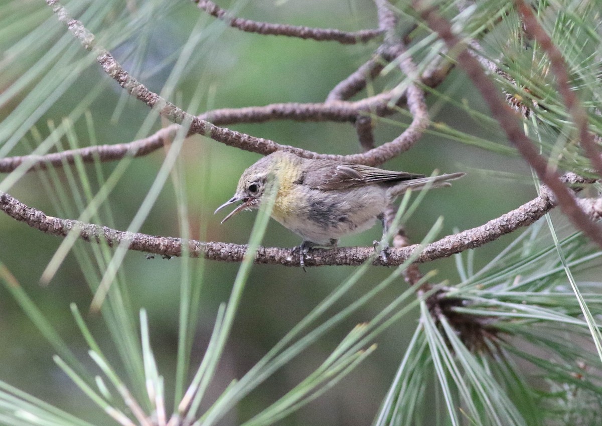 Olive Warbler - ML170123381