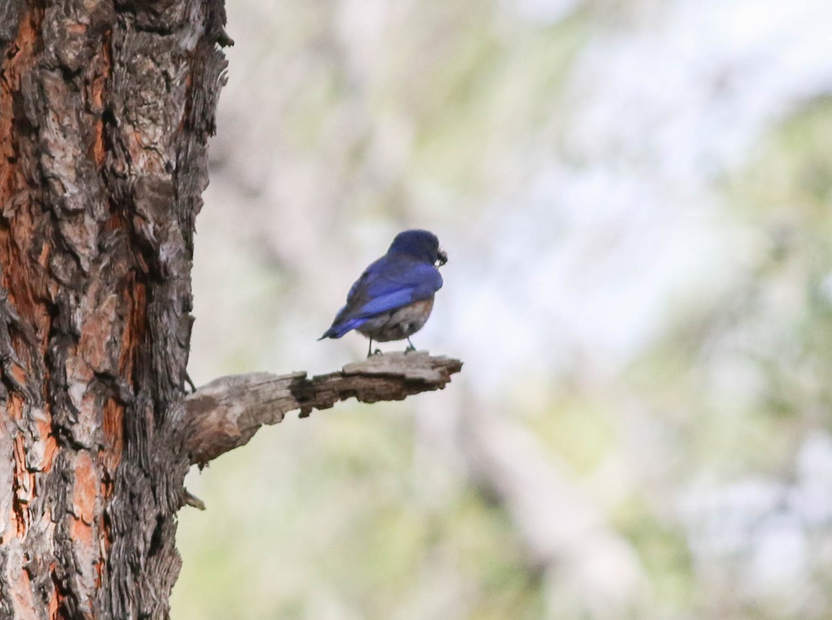 Western Bluebird - ML170123531