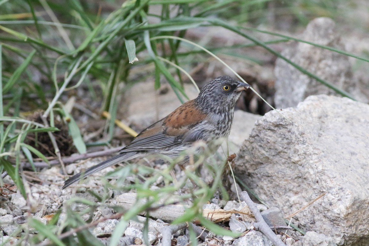 Yellow-eyed Junco - ML170123621